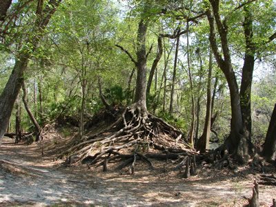 As music has roots, and people have roots, so do trees, yet none grander than these on the bank of the Santa Fe River. Suwannee Banjo Camp, O'Leno State Park, Florida (20 March 2009)