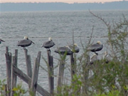 Photo of pelicans on a (former) pier. St. Marks Wildlife Refuge, Florida (19 January 2004)