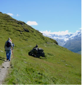 Photo of Harold Schiffman shepherding his flock. Upper Engadine, Switzerland (17 September 2004) Photograph by A. J. Leslie