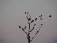 Photo of birds finding their way and even knowing where they're going to roost. St. Marks Wildlife Refuge, Florida (19 January 2004) Photograph by A. J. Leslie